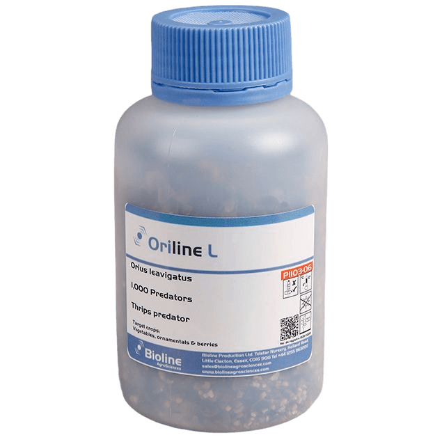 Oriline L - Bote 1.000 Individuos Adultos - Orius laevigatus (Trips)
