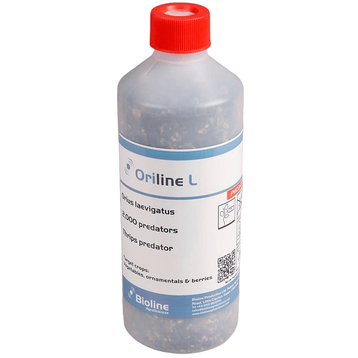 Oriline L - Bote 2.000 Individuos Adultos - Orius laevigatus (Trips)