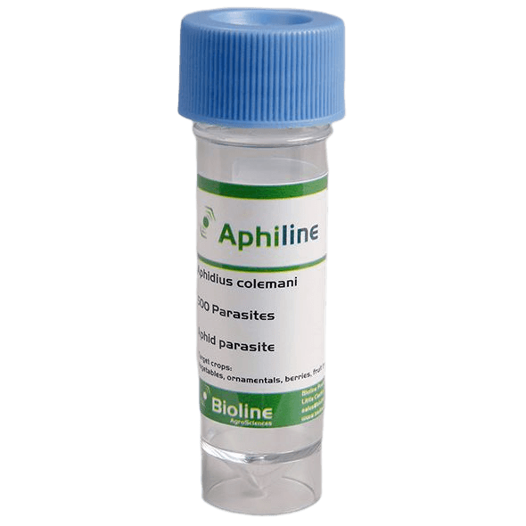 Aphiline - Vial 1.000 Individuos - Aphidius colemani (Pulgón Pequeño)