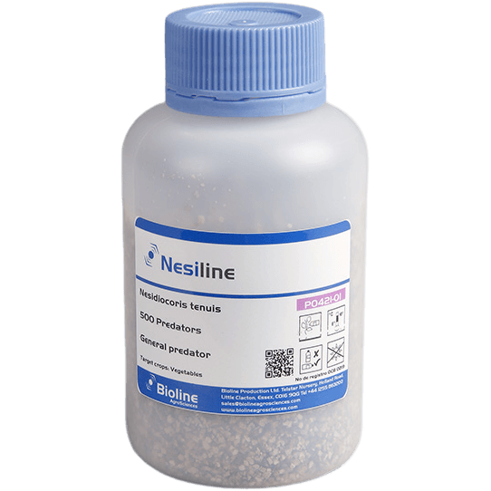 Nesiline - Bote 500 Individuos - Nesidiocoris tenuis (Mosca Blanca y Polilla del tomate)