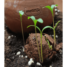 Meliflor Bombas de Semillas (Albahaca, Hierbabuena y Menta) (4)