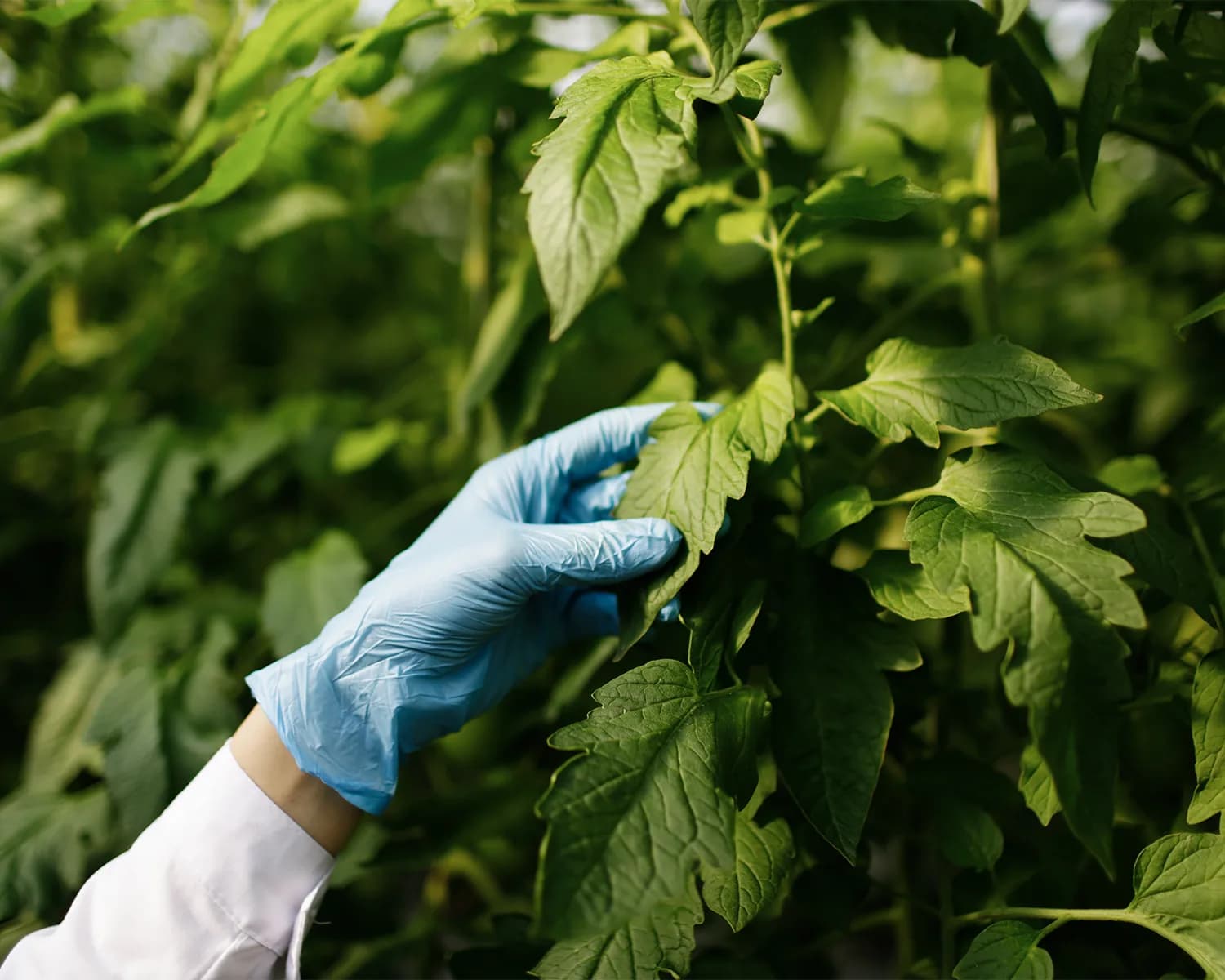 Sanidad vegetal preventiva: plagas y hongos más comunes y cómo evitarlos Mano con guante revisando las hojas de una planta de tomate